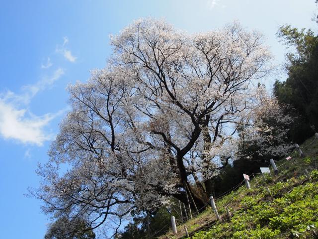 奥迫川の桜（大山桜）