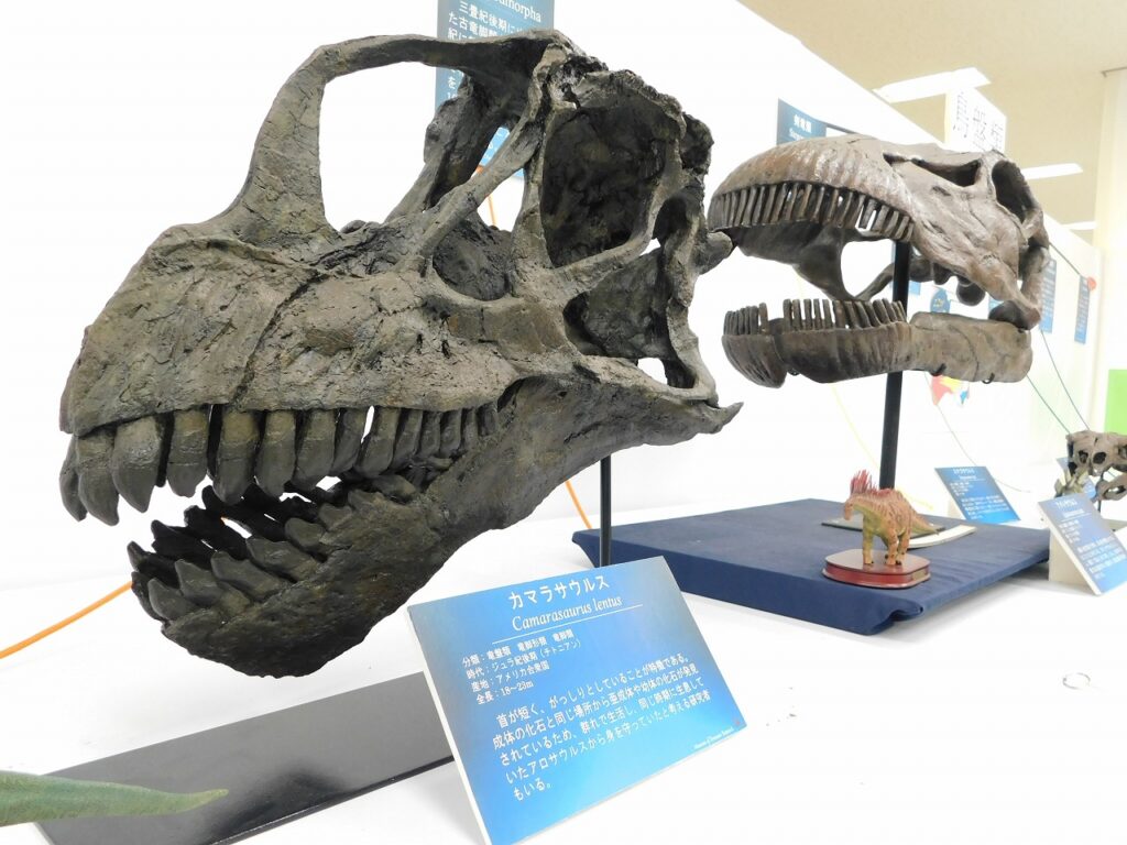 岡山理科大学 恐竜学博物館
