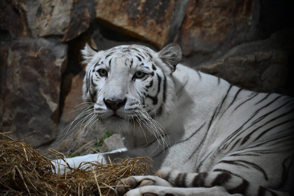 池田動物園　ナイトズー2023.0819