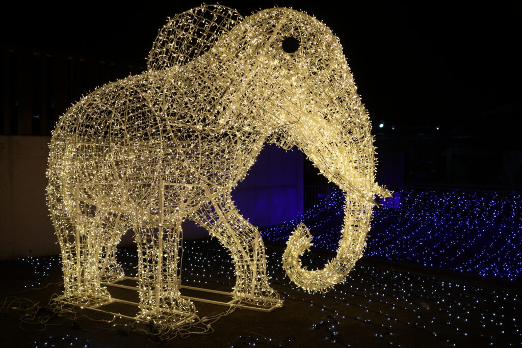 池田動物園　ナイトズー2023.0819