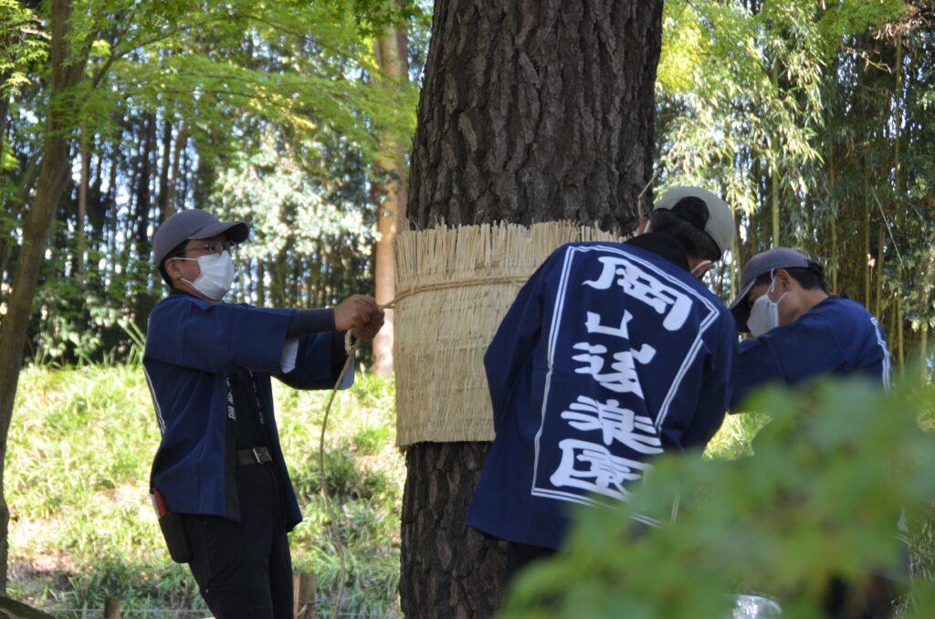 岡山後楽園　松の菰巻き