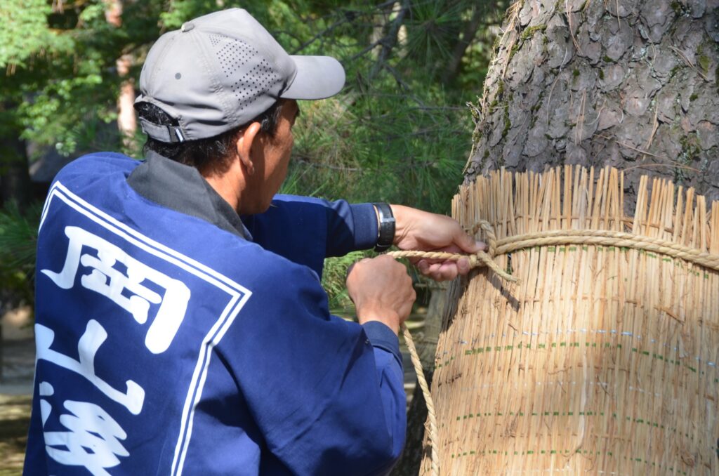 松の菰巻き