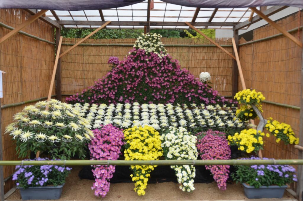 岡山県後楽園菊花大会