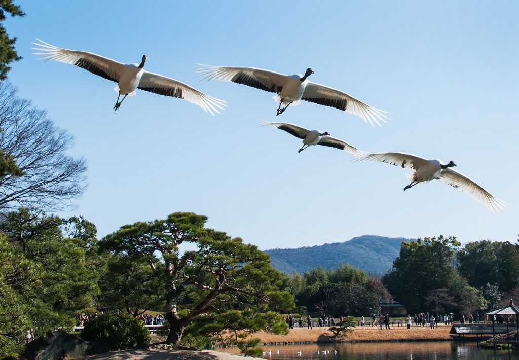 岡山後楽園「初春祭」