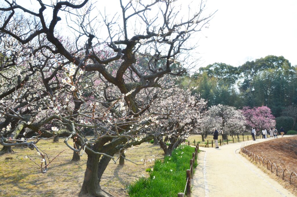 岡山後楽園「春のおもてなし」