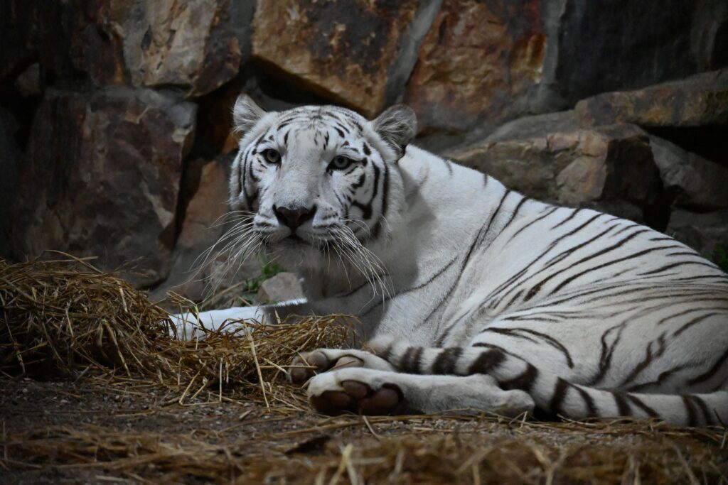 池田動物園 光のナイトズー2025