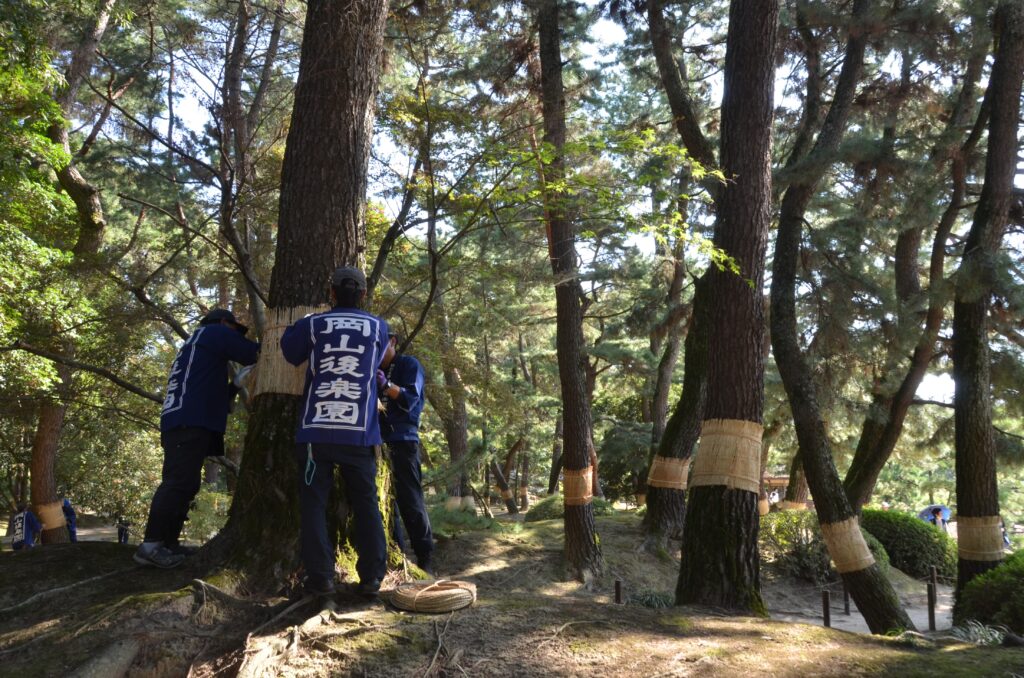 松の菰巻き