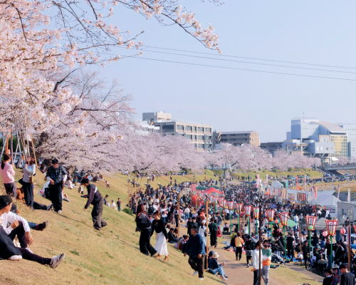 旭川さくらみち