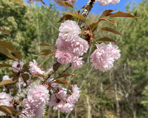 宗堂桜